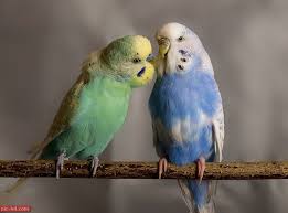 صور العصافير اجمل خلفيات عصافير الكناريا animals parrot cute