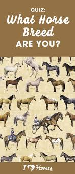 Quiz Which Breed Of Horse Are You Horse Quizzes Breeds Horses