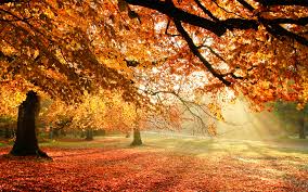 We have 53+ amazing background pictures carefully picked by our community. 66 Autumn Trees Wallpaper On Wallpapersafari