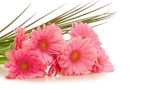 Gerbera daisy, red flowers, black background, amoled, closeup, macro. Pink Gerbera Daisy Flower Wallpapers Hd Free Download Desktop Background