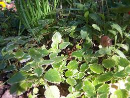 Image result for Coleus sylvestris