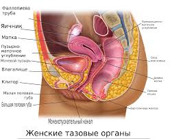 Клитор — Википедия