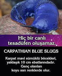 allah in sanatini aklini tum dunya gorsun allah a hizmet iman evrim ozlu sozler
