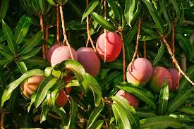 Mango Tree Diseases Lovetoknow