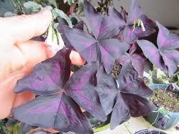 Image result for Oxalidaceae