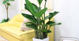 大きな観葉植物をリビングに飾ろう おすすめ10選 ひとはなノート