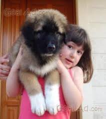 Allevamento pastore del caucaso, disponibili cuccioli al miglior prezzo. Cucciolo Regalo Pastore Caucaso Splendida Cucciola Cerca Compra Vendi Nuovo E Usato Magnifico Cucciola Di Pastore Del Caucaso