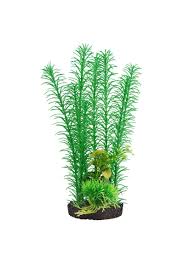 Image result for Mayaca