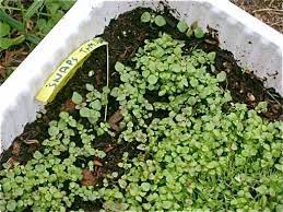 Pin On Seedling Identification