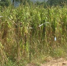 Image result for Echinochloa brevipedicellata