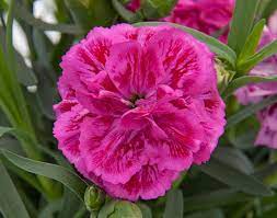 Pin On Flowers