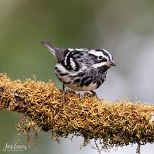 Black And White Warbler Song Jan Lewis On Instagram The Black And White Warbler Doesn T Wear The Signature Bright Flashy Feathers That Many Beautiful Birds Bird Drawings Black And White
