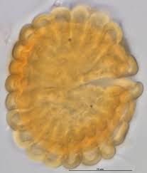 Image result for Utricularia stellaris