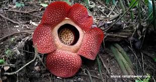 Nama bunga bangkai memang tampak cocok dengan bunga langka di indonesia yang satu ini. Daftar Bunga Langka Dan Dilindungi Di Indonesia Hampir Terancam Punah