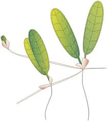 Image result for Halophila ovalis