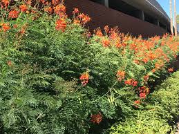 Caesalpinia pulcherrima — noun tropical shrub or small tree having showy yellow to orange red flowers; Find Trees Learn University Of Arizona Campus Arboretum