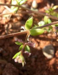 Image result for Galium scabrellum