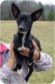 26 Italian Greyhuahuas Who Look Like Lola Ideas Italian Greyhound Greyhound Chihuahua Mix