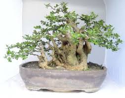 Bonsai Serut Paling Bagus Dan Berbagai Cirinya Bibit Online