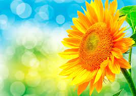 Flowers Nature Wallpapers Phone Sunflowers Nature Of For Mobile Hd Nature Wallpaper Flowers Nature Diamond Painting