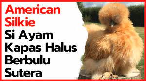American Silkie Si Ayam Kapas Halus Berbulu Sutera Ayam Kapas Kapas Ayam