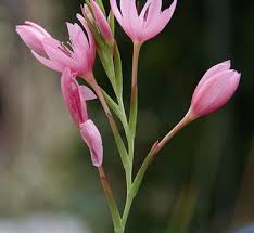 Image result for Hesperantha petitiana