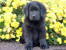 Newfoundland Puppy Newfoundland Puppies Newfoundland Dog Puppy Newfoundland Dog