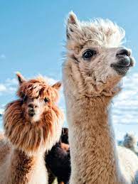 Dm to all the things i lost on you g oh oh. Oubliez Le Chaton Ou Le Labrador L Alpaga Est La Nouvelle Star De L Annee Babyanimalscutest Alpakas Flauschige Tiere Tiere Schon