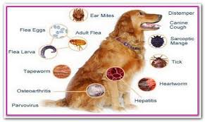 Pin On Best Dog Food