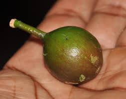 Image result for Strombosiopsis