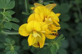 Image result for Lotus corniculatus