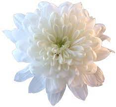 An Entry From Transparent Flowers Powered By Tumblr Com Flowers White Chrysanthemum Transparent Flowers