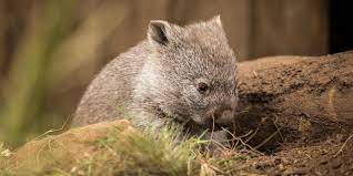 When a predator is near, these big booty mammals dive down their burrows and block off the entrance with their butts. Wombat Das Pummelige Beuteltier Aus Down Under