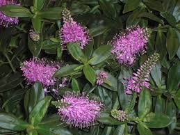 Image result for shrubby veronica hebe