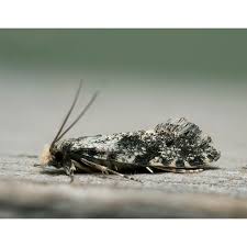 Image result for Lobesia botrana grapevine