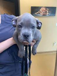 1,851 likes · 1 talking about this · 3,017 were here. Rancho Regional Veterinary Hospital Home Facebook