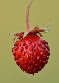 Image result for Fragaria vesca