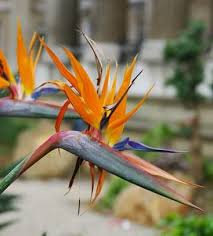 Image result for Strelitziaceae