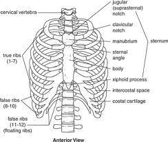 The rib cage is the arrangement of ribs attached to the vertebral column and sternum in the. Human Anatomy Ribs Anatomy Drawing Diagram