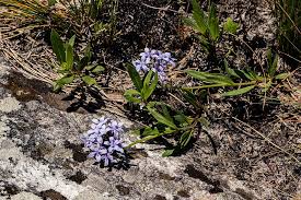 Image result for Pentanisia sykesii