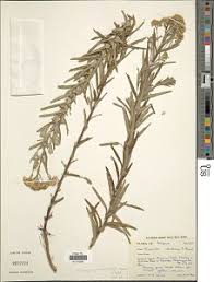 Image result for Nidorella welwitschii