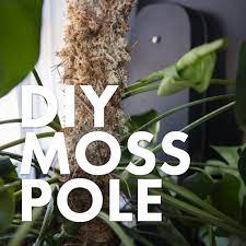 How To Make A Moss Pole Diy Moss Pole For Climbing Plants Monstera Plant Climbing Plants Monstera