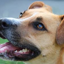 Now we're ready to answer the right question. Kaopectate For Dog Diarrhea Dog Discoveries