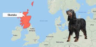 Image result for skotský setr gordonsetr