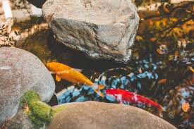 To make sure a koi pond right for you, read books about koi to learn how they live and what type of care they require. Can Koi Fish Live In A Natural Pond Born For Pets