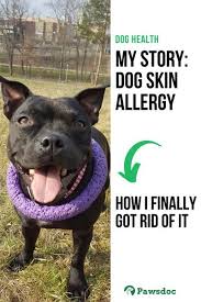 My Fight With Dog Skin Allergy Now My Staffy Is Finally Healthy Dog Skin Allergies Dog Skin Dog Health