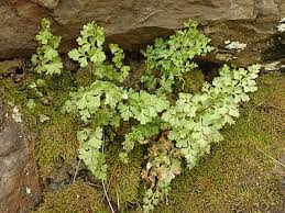 Image result for Anogramma leptophylla