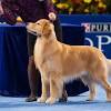 Our first golden, chesapeake, added so much happiness to our lives we had to our 16 acre farm, nestled at the base of the uncomphagre plateau in western colorado, is the idyllic setting to raise golden retrievers. 1