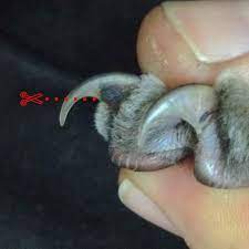 kedilerin tirnagi kesilmeli mi ajanimo