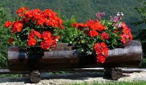 Le piante grasse sono fatte apposta per adornare i giardini anche se resistono non solo ai climi caldi ma anche. Fiori Rossi Classificazione Ed Elenco Idee Green